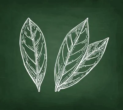 Chalk sketch of bay laurel Illustrazione stock