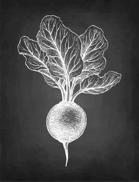 Chalk sketch of beetroot. Stock Illustration