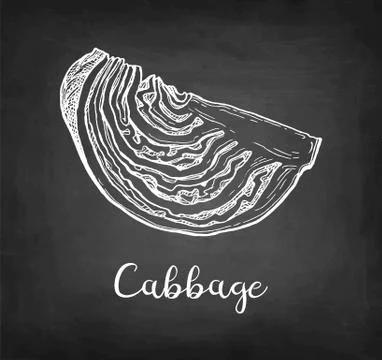 Chalk sketch of cabbage Ilustración de archivo