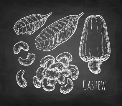 Chalk sketch of cashew Stock Illustration