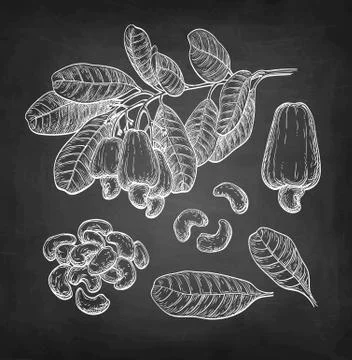 Chalk sketch of cashew Stock Illustration