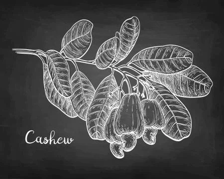 Chalk sketch of cashew Illustrazione stock