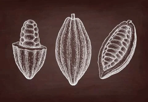 Chalk sketch of cocoa. Stock Illustration