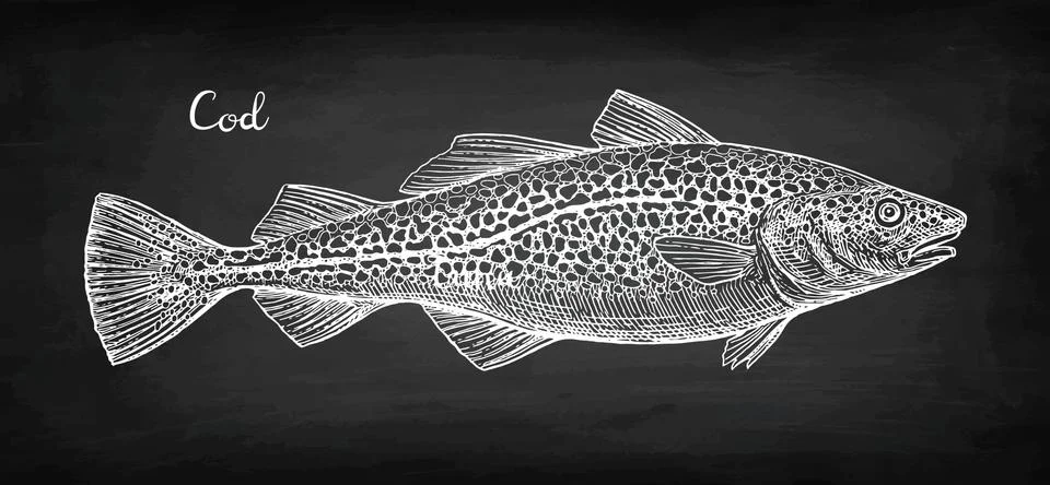 Chalk sketch of cod fish Stock Illustration