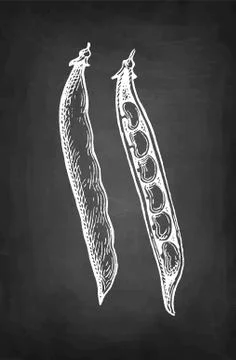 Chalk sketch of common bean Stock Illustration