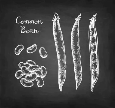 Chalk sketch of common bean Stock-Illustration