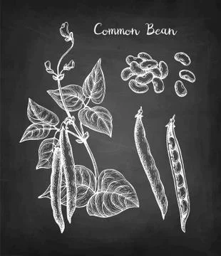 Chalk sketch of common bean Stock Illustration