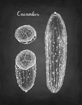 Chalk sketch of cucumber. 스톡 일러스트