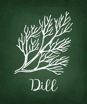 Chalk sketch of dill Stock Illustration