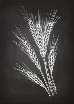 Chalk sketch of ears of wheat Stock Illustration