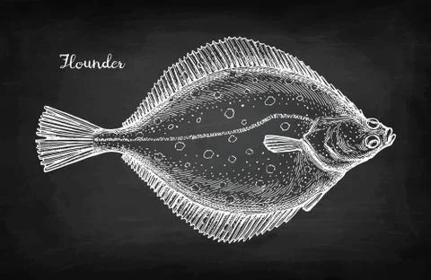 Chalk sketch of flounder Stock Illustration