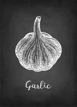 Chalk sketch of garlic Stock-Illustration