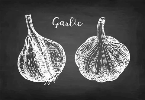 Chalk sketch of garlic Stock Illustration