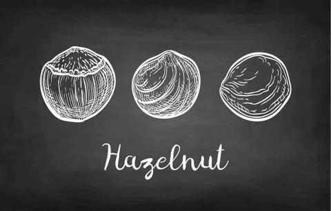 Chalk sketch of hazelnut. Stock Illustration