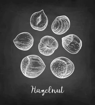 Chalk sketch of hazelnut. Stock Illustration