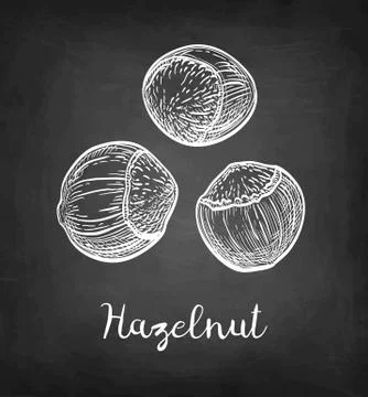Chalk sketch of hazelnut. Illustrazione stock