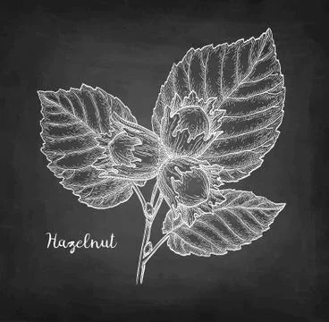 Chalk sketch of hazelnut. Illustrazione stock