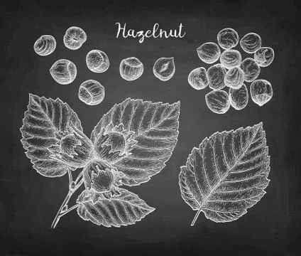 Chalk sketch of hazelnut. Stock Illustration
