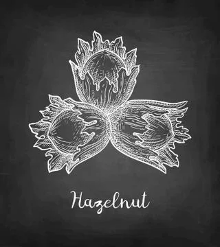 Chalk sketch of hazelnut. Illustrazione stock