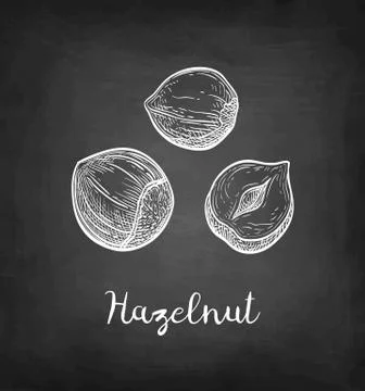 Chalk sketch of hazelnut. Stock Illustration