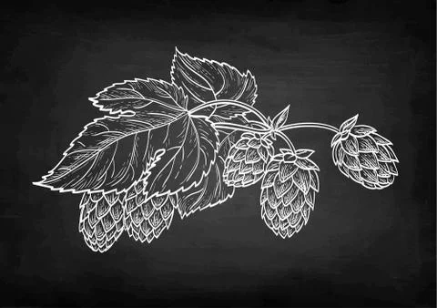 Chalk sketch of hops. Stock Illustration
