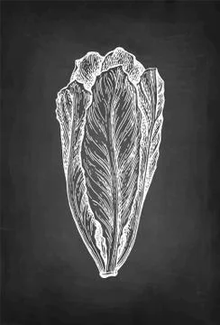 Chalk sketch of lettuce. Stock Illustration