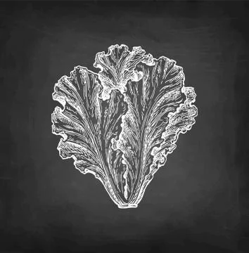 Chalk sketch of lettuce. Stock-Illustration