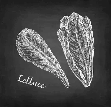Chalk sketch of lettuce. Stock Illustration