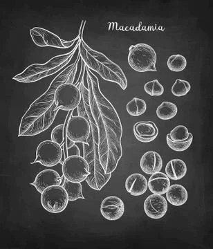 Chalk sketch of Macadamia. Illustrazione stock