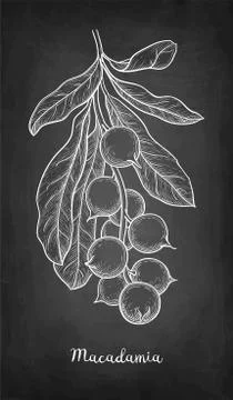Chalk sketch of Macadamia. Illustrazione stock