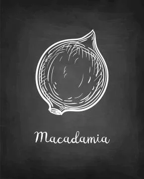 Chalk sketch of Macadamia. Illustrazione stock