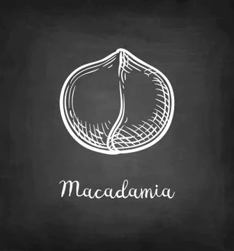 Chalk sketch of Macadamia. Stock Illustration