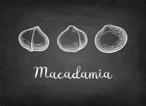 Chalk sketch of Macadamia. Stock Illustration