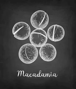 Chalk sketch of Macadamia. Illustrazione stock