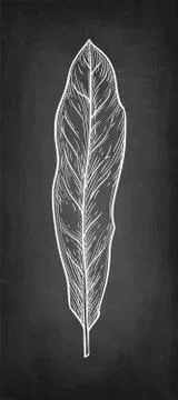 Chalk sketch of Macadamia leaf. Stock Illustration