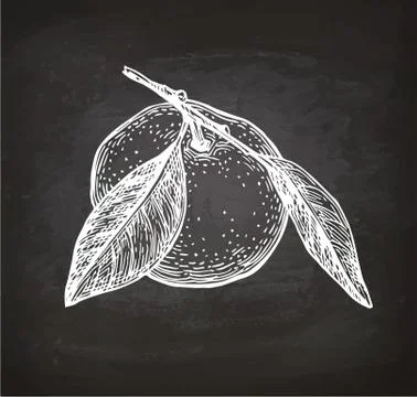 Chalk sketch of mandarin orange. Stock-Illustration