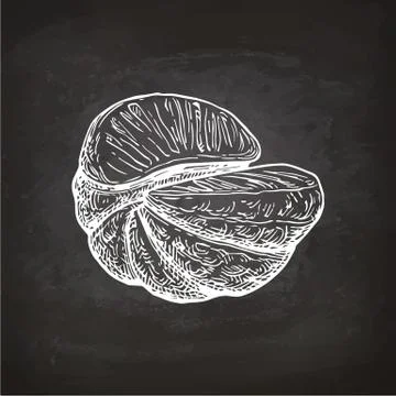 Chalk sketch of mandarin orange. Illustrazione stock