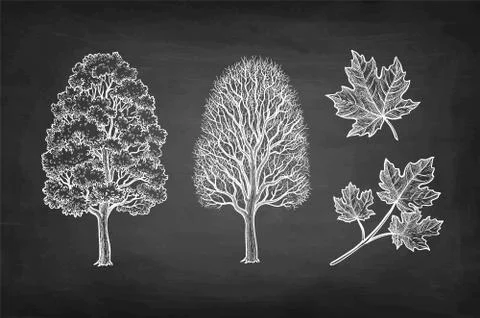 Chalk sketch of maple tree. Stock Illustration