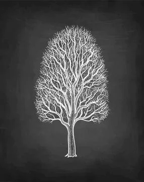 Chalk sketch of maple without leaves. Stock-Illustration