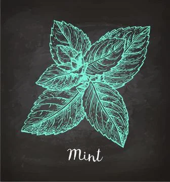 Chalk sketch of mint Stock-Illustration