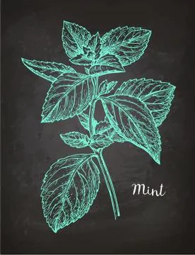 Chalk sketch of mint Illustrazione stock
