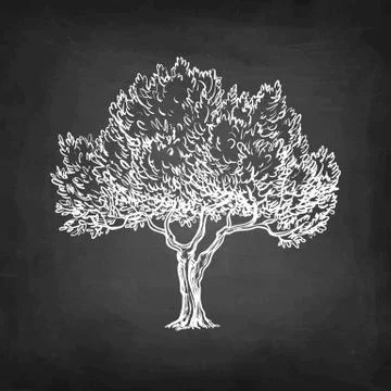 Chalk sketch of olive tree. Stock-Illustration