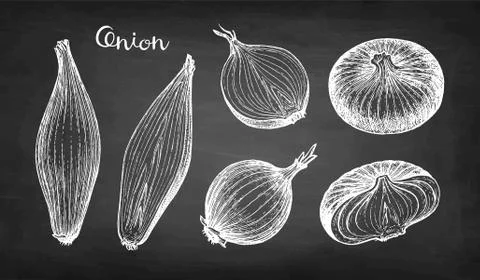 Chalk sketch of onion Stock-Illustration