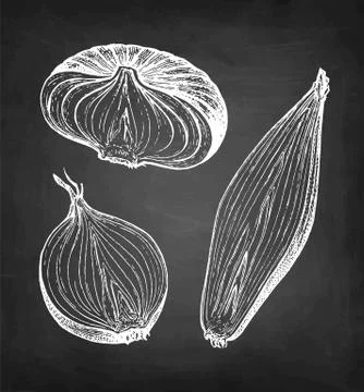 Chalk sketch of onion Stock Illustration
