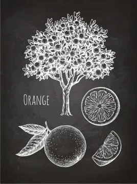 Chalk sketch of orange Illustrazione stock