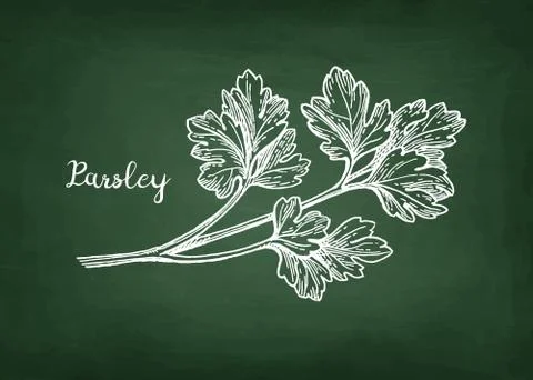 Chalk sketch of parsley Illustrazione stock