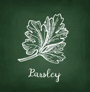 Chalk sketch of parsley Stock Illustration