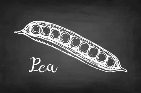 Chalk sketch of pea. Stock-Illustration