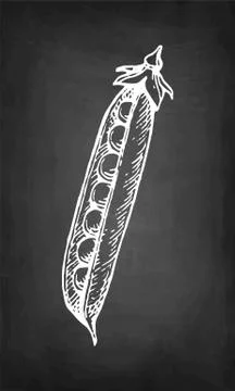 Chalk sketch of pea. Stock-Illustration