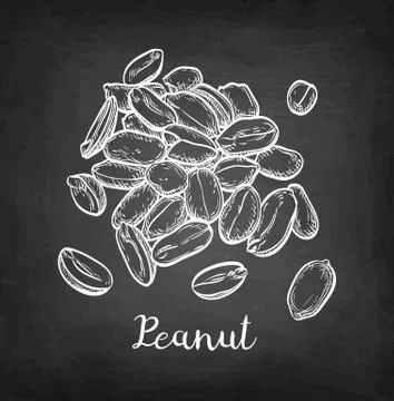 Chalk sketch of peanut. Stock Illustration